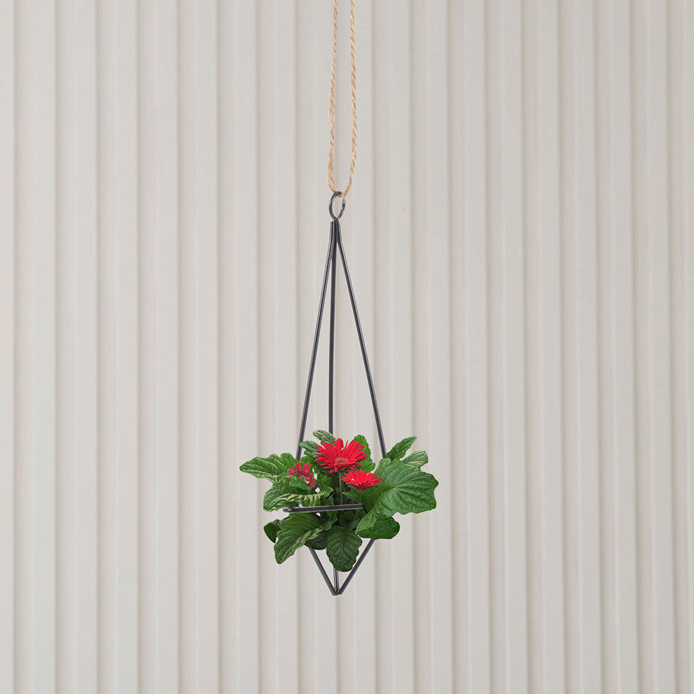 2Pcs Hanging Air Plant Holder  - Spider Plant Hanging 评论和价格